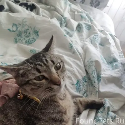 Пропал крупный кот, район автовокзала