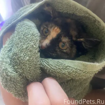 Найден котёнок, район Заборье