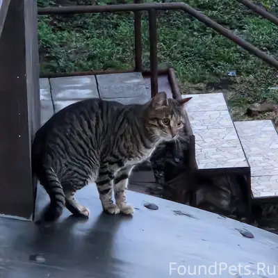 Пропал кот Экс, Балахна