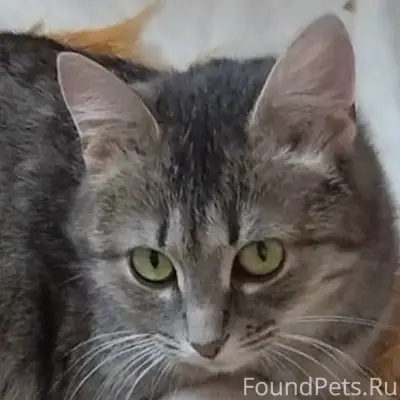 Пропала кошка, Иваново, район автовокзала