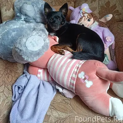 Пропала маленькая собака Баффи, улица Зелёная