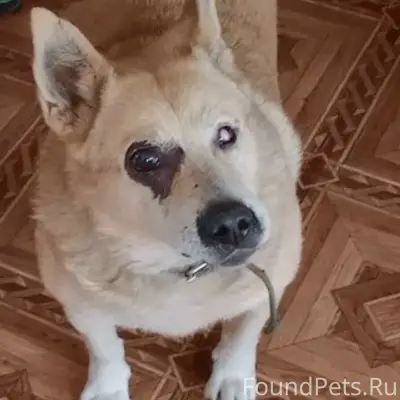 Пропал мальчик, нет шерсти на глазу, район дк Ленина