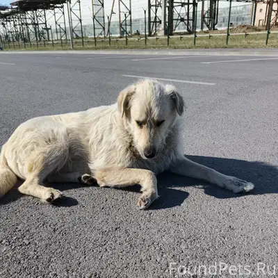 Пропал большой белый пёс Хан, Жуковское шоссе