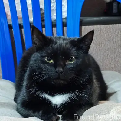 Пропала кошка Тьма, Д. Поповское