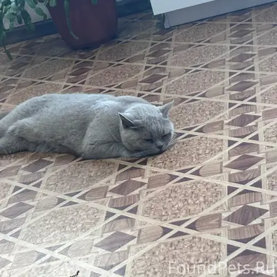 Пропала кошка, ул. Островная
