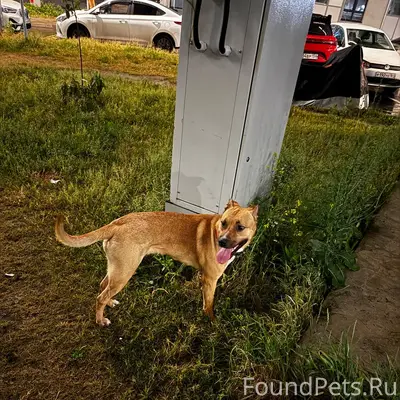 Пропала собака