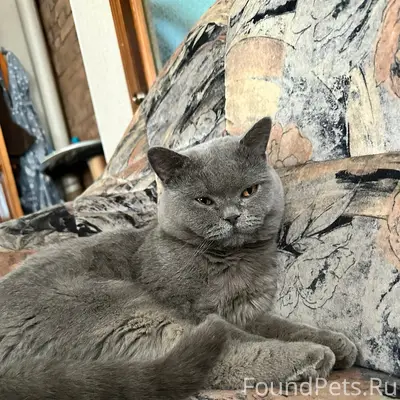 Пропал кот Гато