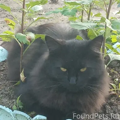 Пропала кошка, Павлово на Неве