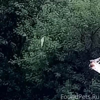 Найден попугай, Фильтровальная