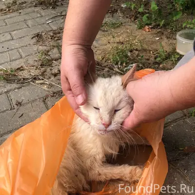 Найден кот, Балакирева