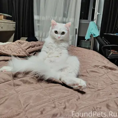 Пропала кошка, район Загорщина