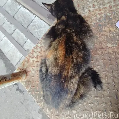 Найдена кошка, Голицыно, Советская улица