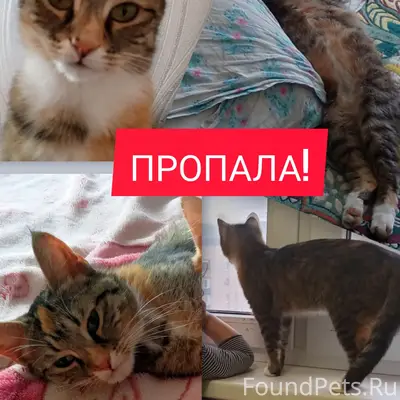 Пропала Кошка, рыжее пятнышко на лбу, район Чернышевского