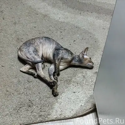Пропала кошка сфинкс, пропала на пер. Мичурина / пер. Карский