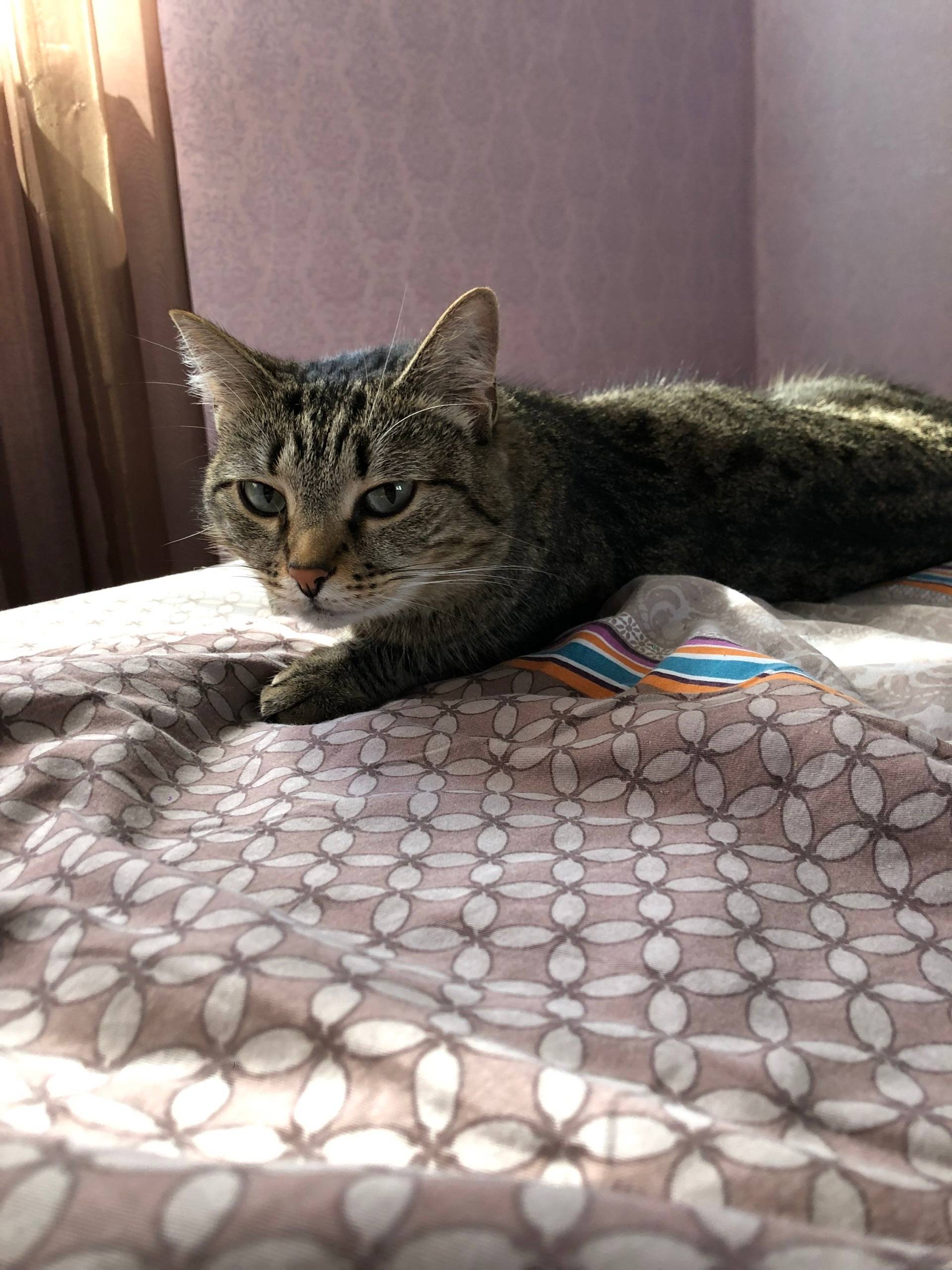 Пропала кошка Чапа, район Ранней 6