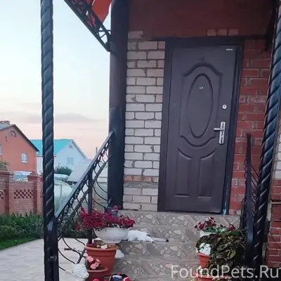 Пропал пёс Баксик, Ашкадар