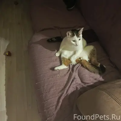 Пропал кот, район Варниц