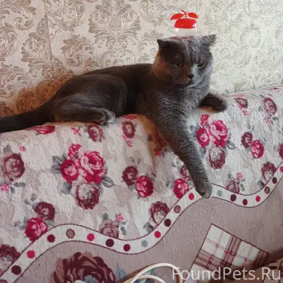 Пропал кот Тиша, ул. Одесская, 5