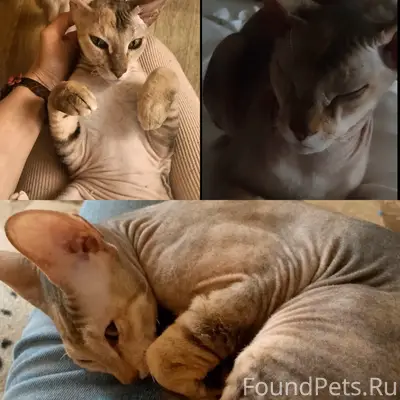 Пропала домашняя кошка, Новые дома