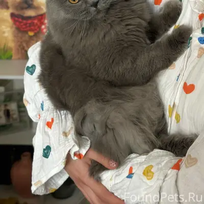 Пропал кот Марсель, с. Санниково
