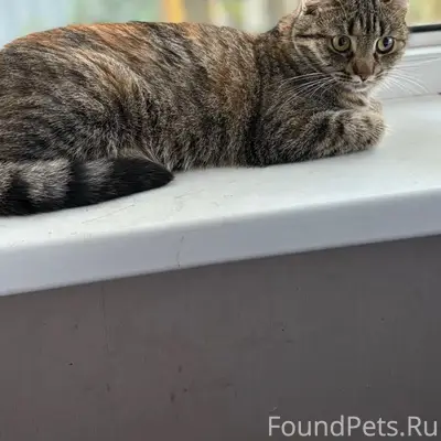 Пропала трёхцветная кошка Милка, посёлок Хвойная
