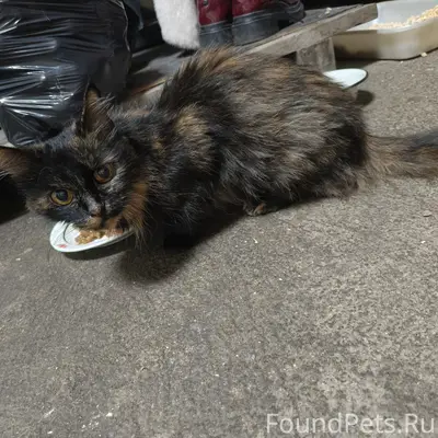 Найдена кошка, район Пихтовых гор, Вагонка