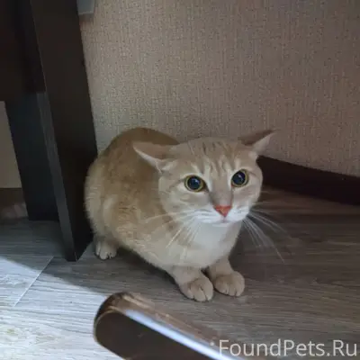 Найден кот, ул. Трашутина 30
