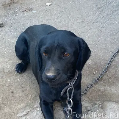 Пропала собака Багира, Розы Люксембург