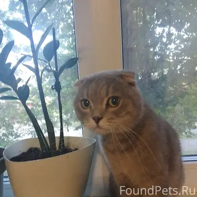 Найден кот, район Дружбы 7к2