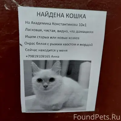 Помогаю соседям информационно. Одна кошка найдена...