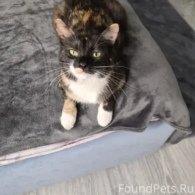 Потерялась трехцветная кошка