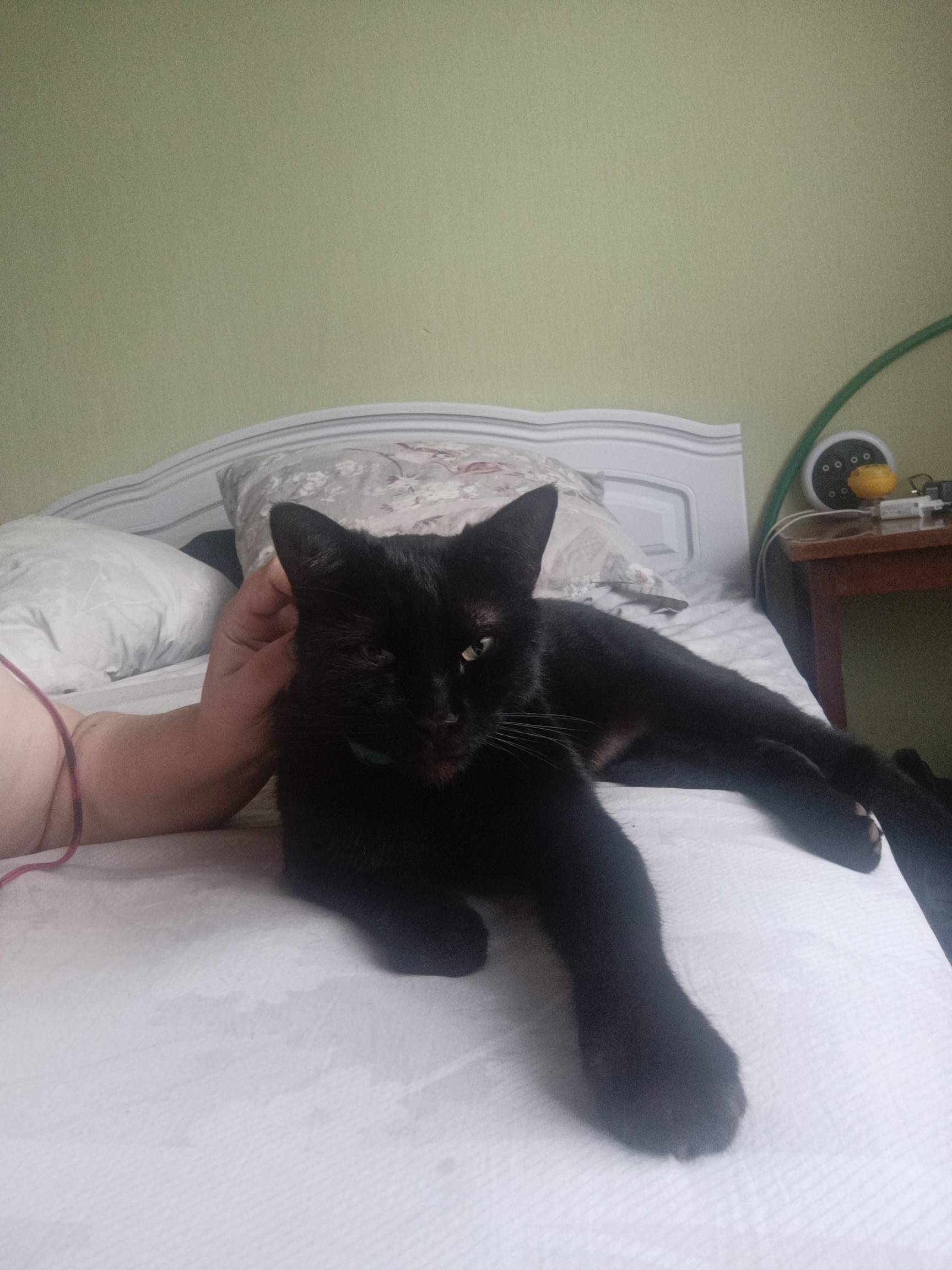 Пропал кот Котэ, улица Куприянова, Ржев