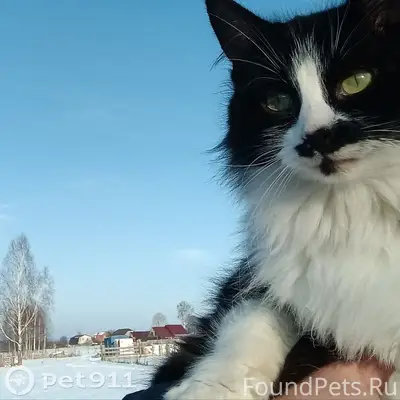 Пропала чёрно-белая кошка Юджи, село Помары