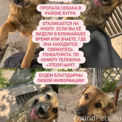 Пропала собака, Добруш
