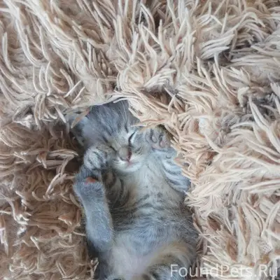 Пропал котёнок Дымок, Лотикова