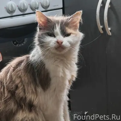 Пропала трёхцветная кошка Марта, Северо-Задонск