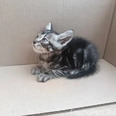 Найден котёнок, ищет дом