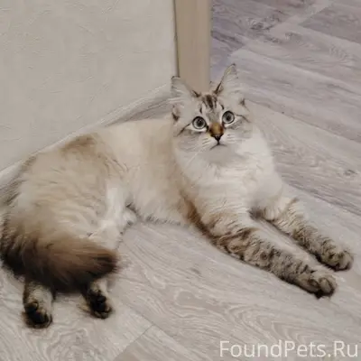 Пропала кошка Мотя, район улицы Герцена
