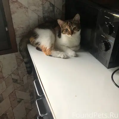 Пропала кошка Буся, улица Пушкина