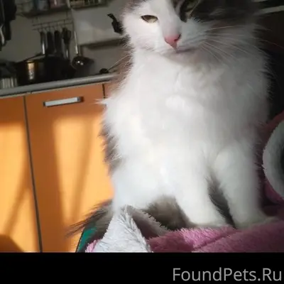 Пропала кошка, деревня Падога