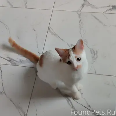Пропал кот,