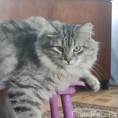 Пропал кот,