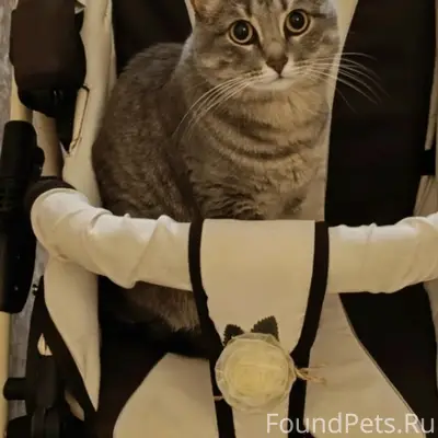 Пропала кошка Веста, район Новосёл