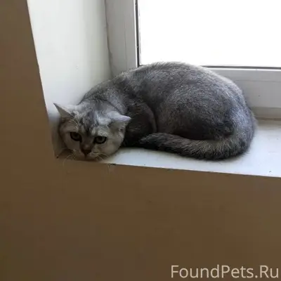 Найдена кошка, Крутые Ключи