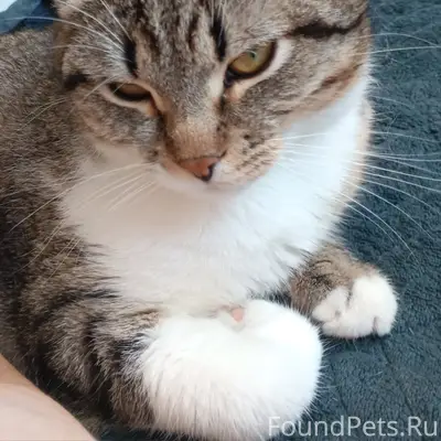 Пропал кот, район пятиэтажек