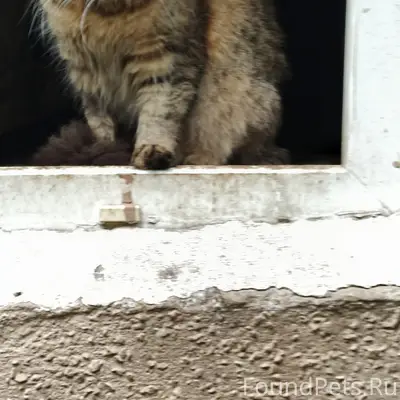 Пропала кошка, район дома Гайдара 2