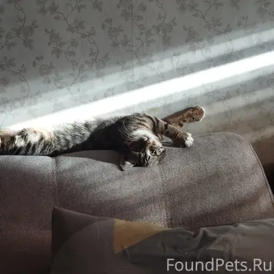 Пропала кошка Миса, 2 мкрн