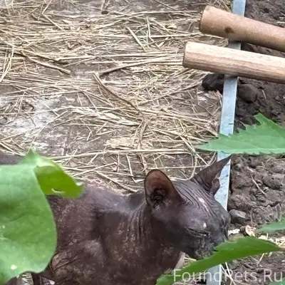 Найдена кошка сфинкс, Тольятти, снт Зеленовка
