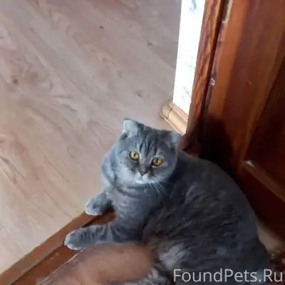 Пропал домашний кот Мотя, Арамиль