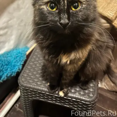 Пропала кошка Бусинка, Красково